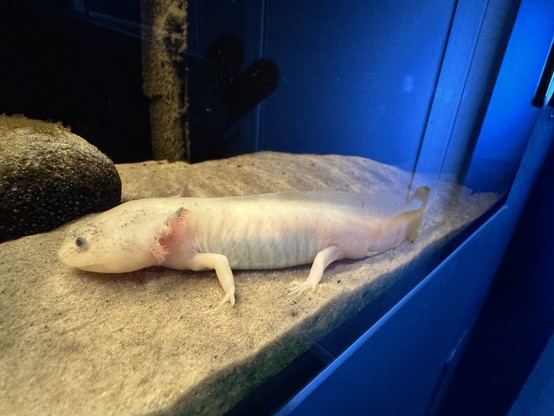 An albino axolotl is resting on sandy substrate inside an aquarium. The creature has a soft, elongated body, and visible gills on the sides of its head, with blue eyes and a pale appearance.